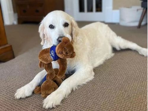 Dog with playing with Allstate Bears