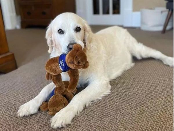 Dog with playing with Allstate Bears Dog with playing with Allstate Bears