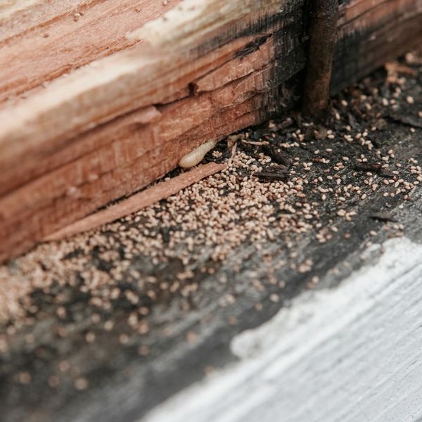 termite infestation