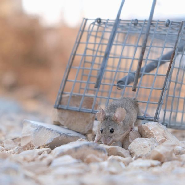 Your Guide to Rodent-Proofing Your Home This Fall - Image 3.jpg