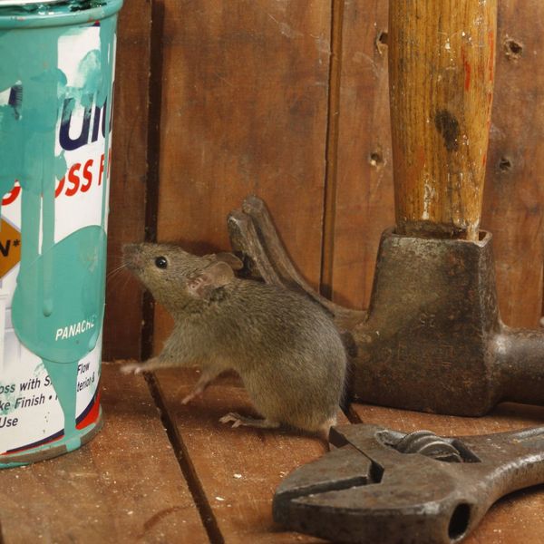 a mouse in a tool shed Guide to a Strong Rodent Perimeter Defense (2).jpg