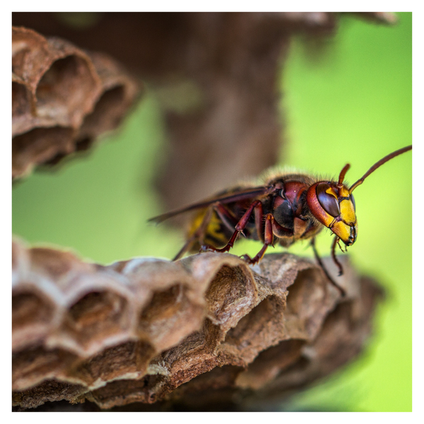 The Ultimate Guide to Hornet & Wasp Extermination_ Keeping Your Family Safe 3.png