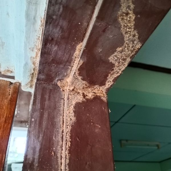 Termite infested wood