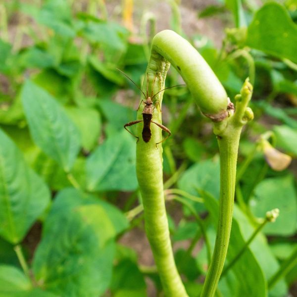 plant with a pest on top of it