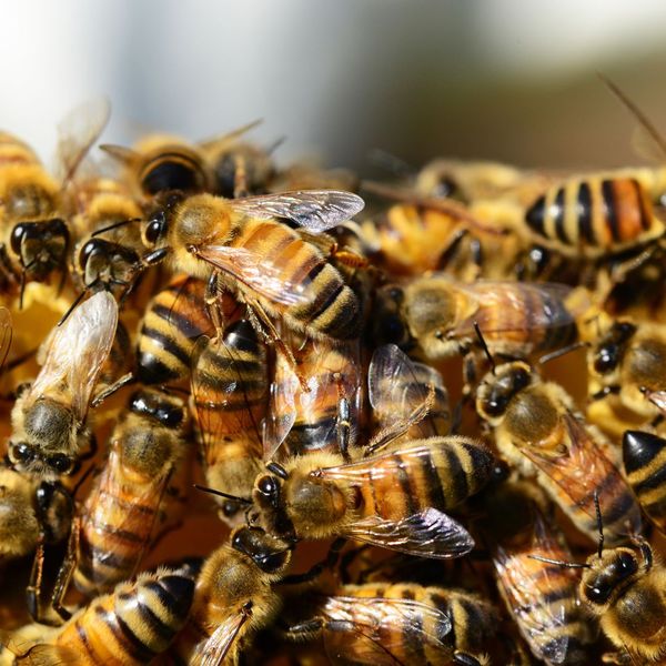 The Importance of Regular Bee & Hive Removal 4.jpg