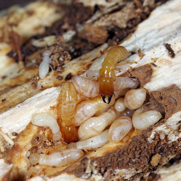 post_termite-infestation_06.jpg