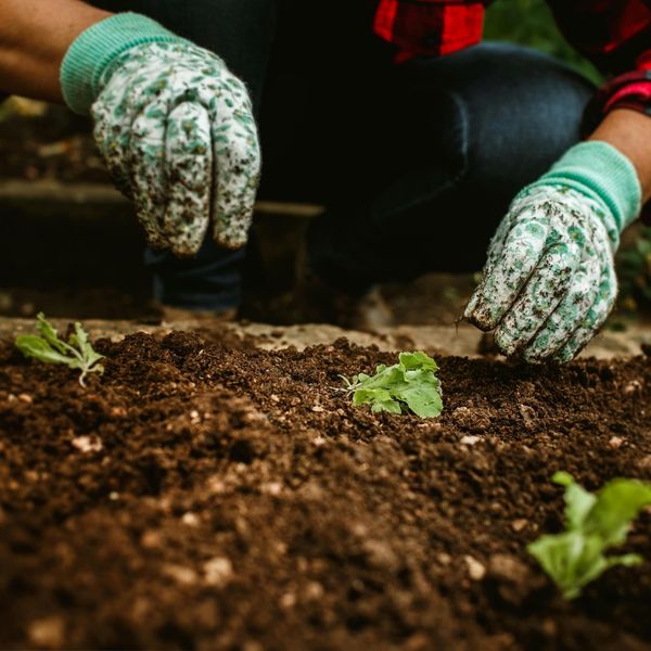 Fall Weeds in Texas_ What to Watch Out For and How to Stop Them - Image 2.jpg