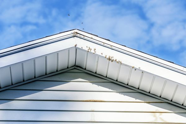 bee infestation in roof