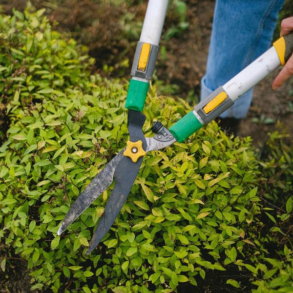 person trimming a bush person trimming a bush