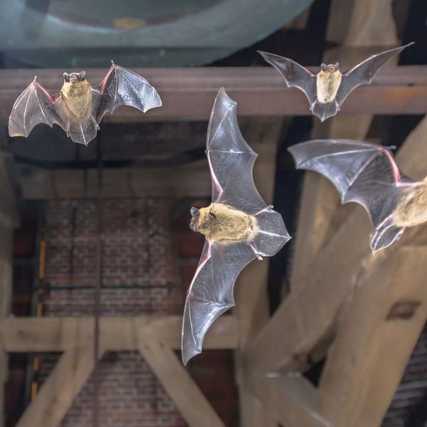 Bats flying in an attic