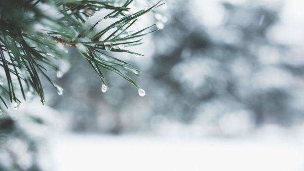 frozen drops on a fir tree