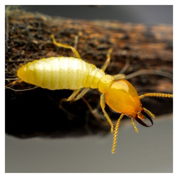 termite 