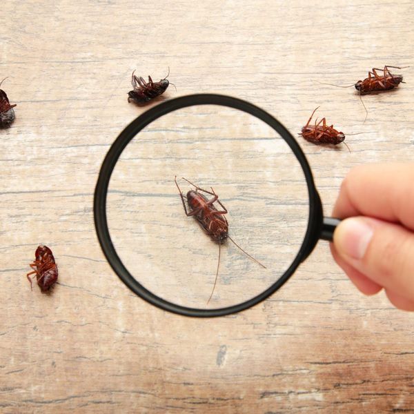 spy glass looking at dead cockroaches