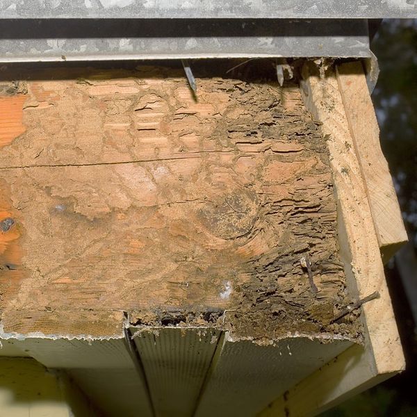 wood and termite damage