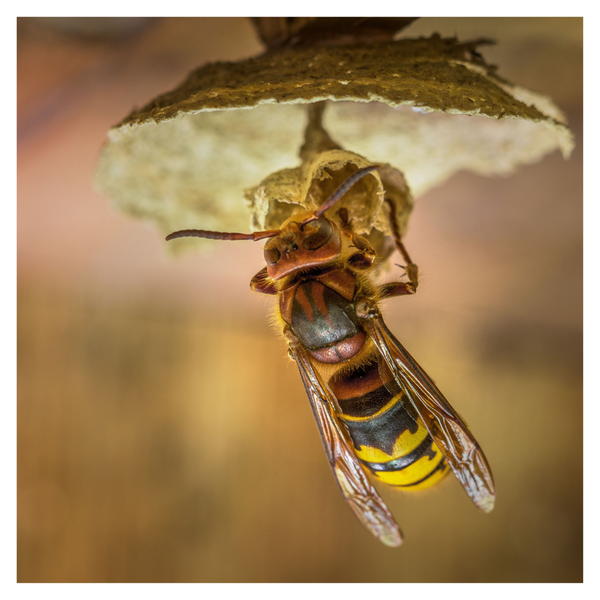 The Ultimate Guide to Hornet & Wasp Extermination_ Keeping Your Family Safe 1.png