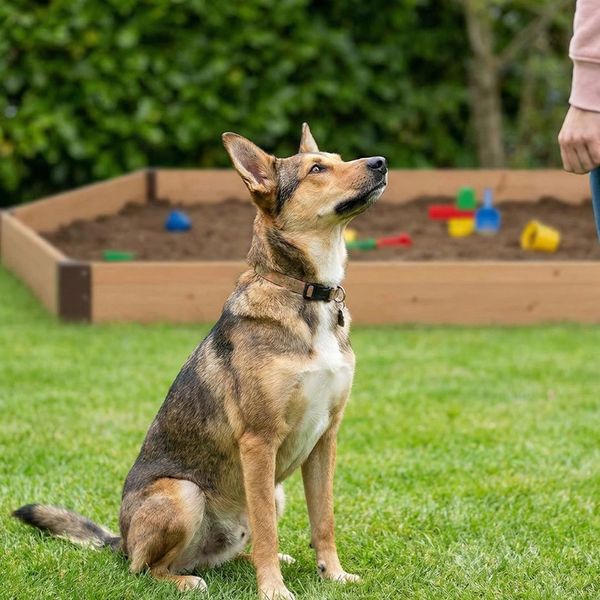 Fire Ants in Texas 3.jpg