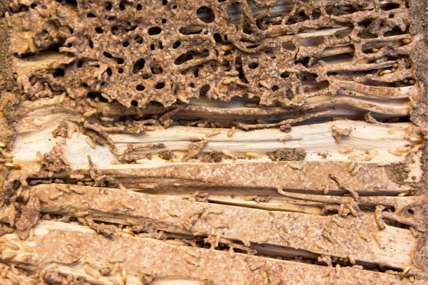 termite ridden wood
