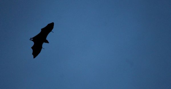 Safe and Effective Bat Removal Hero.jpg