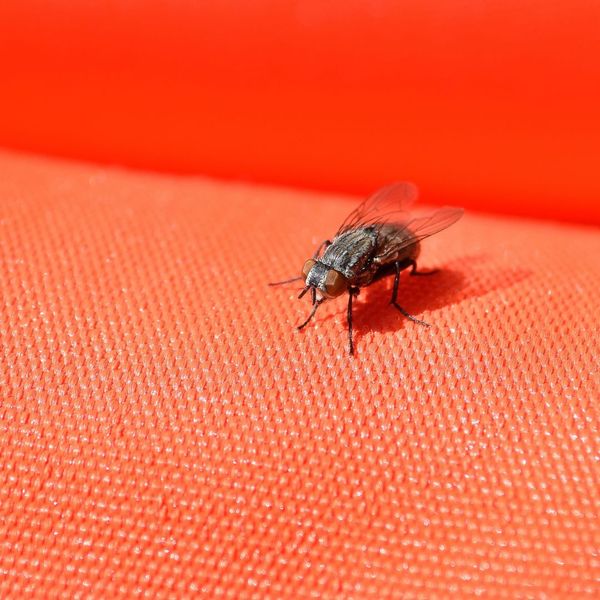 How to Keep Flies Out4.jpg
