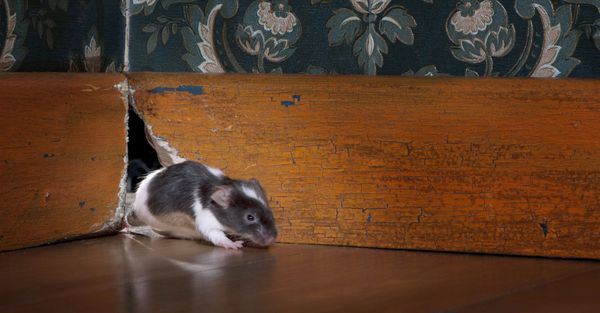 Guide to a Strong Rodent Perimeter Defense Hero.jpg