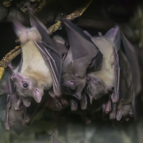 Safe and Effective Bat Removal.jpg