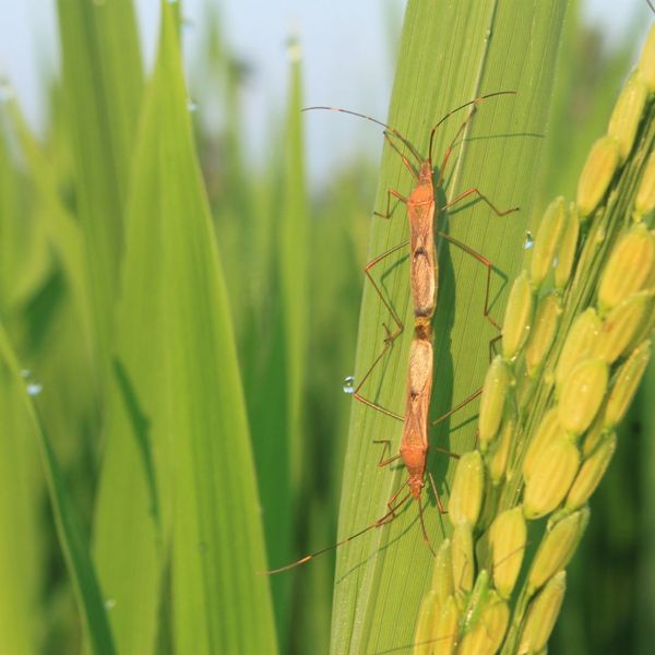 Essential Pest Control Tips for Springtime Garden Maintenance3.jpg