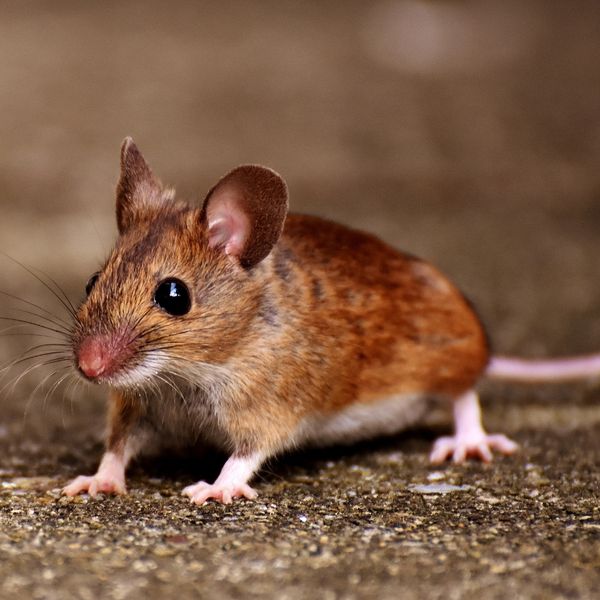 Your Guide to Rodent-Proofing Your Home This Fall - Image 1.jpg