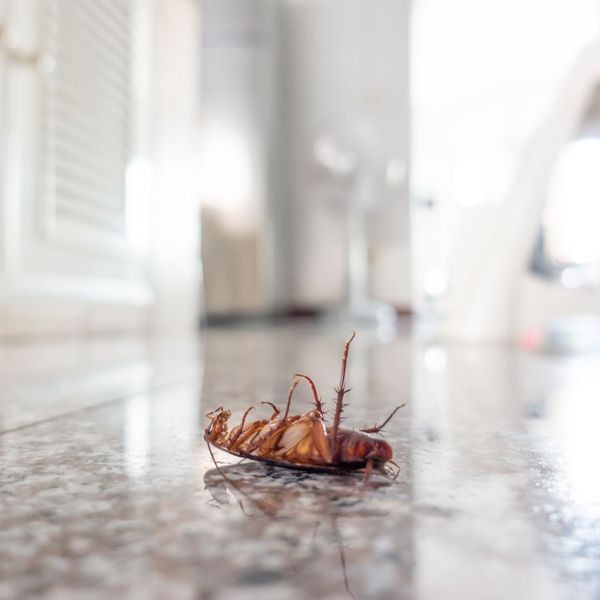 a dead bug on a tile floor