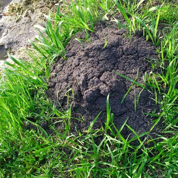 Close-up of a large fire ant mound in a grassy patch of dirt and green weeds, showing cracked, dry soil.