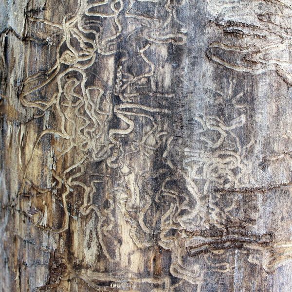 The Importance of Springtime Termite Inspections3.jpg