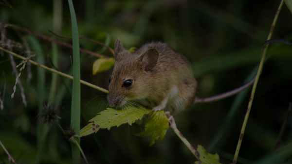 Your Guide to Rodent-Proofing Your Home This Fall.jpg