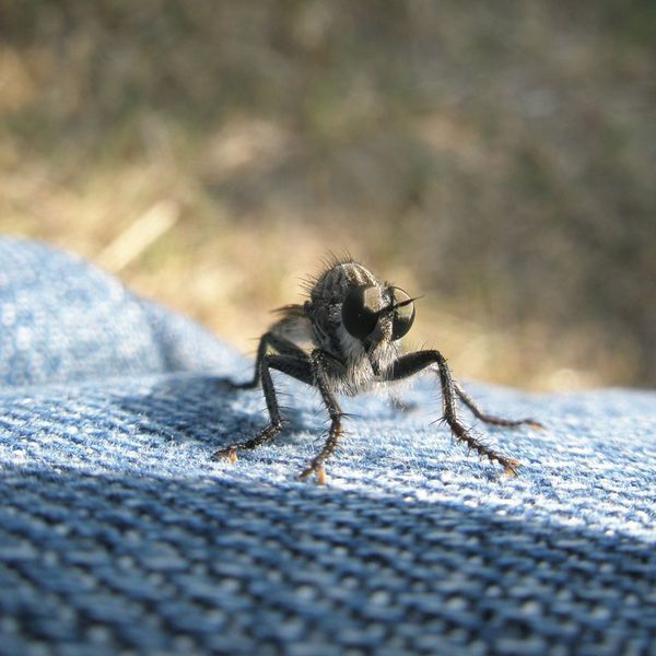 How to Keep Flies Out1.jpg