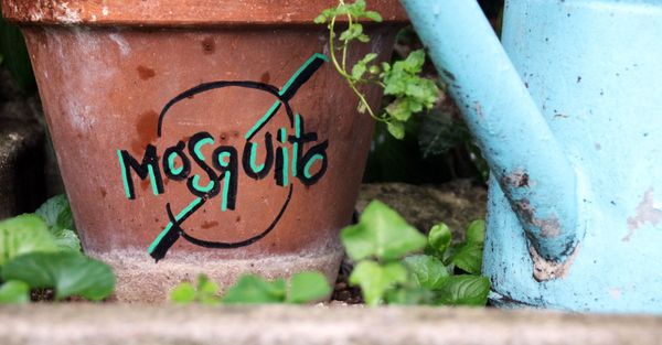 Why a Professional Mosquito Control Plan Hero.jpg
