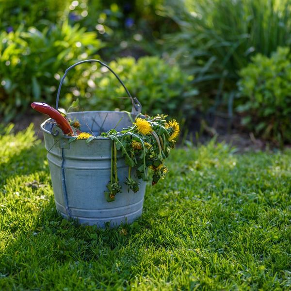 bucket with dead weeds inside