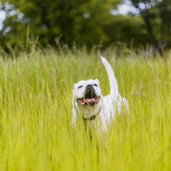 a dog in tall grass Flea and Tick Control.jpg