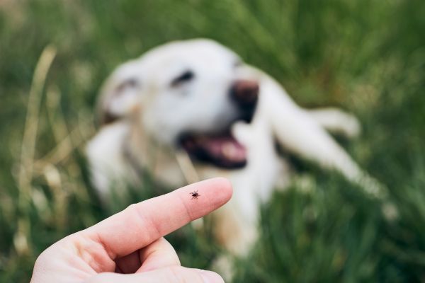 tick on finger with a dog in the background