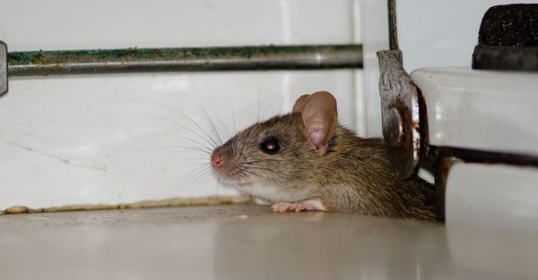 The Role of Rodent Perimeter Defense in Pest Control-hero.jpg