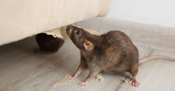 Rat under a couch