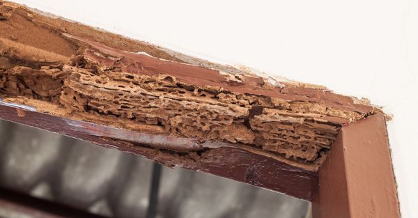 wood and termite damage