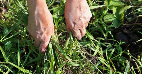 Commercial Weed Control-hero.jpg