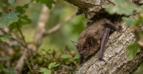 Bat-Proofing Your Home Common Entry Points Corpus Christi Homeowners Overlook header.jpg