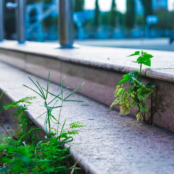 weeds on commercial property