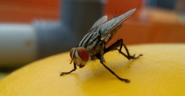 How to Keep Flies Out Hero.jpg