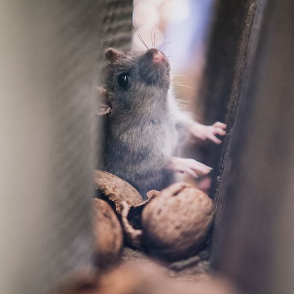 mouse stuck behind wall