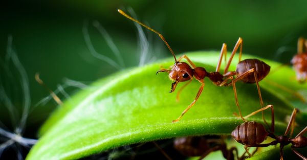 Extreme close-up of several reddish-brown fire ants crawling on the edge of a bright green leaf. Extreme close-up of several reddish-brown fire ants crawling on the edge of a bright green leaf.