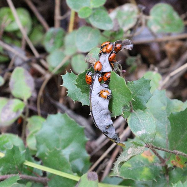 ladybugs on a dead leaf