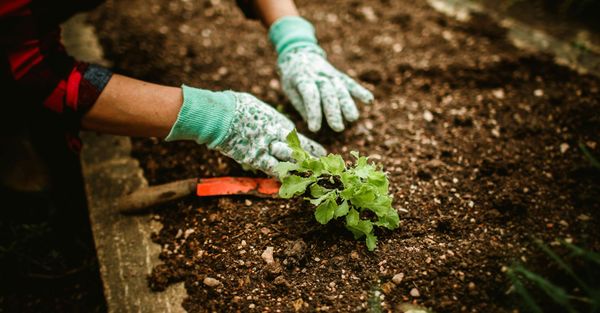 Essential Pest Control Tips for Springtime Garden Maintenance Hero.jpg