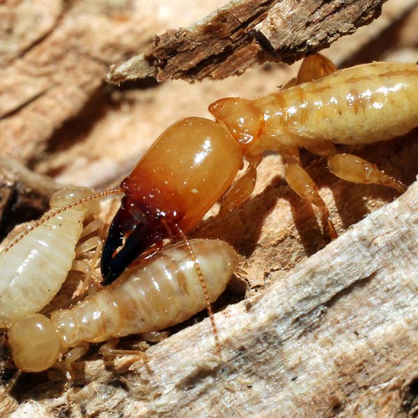 post_termite-infestation_04.jpg