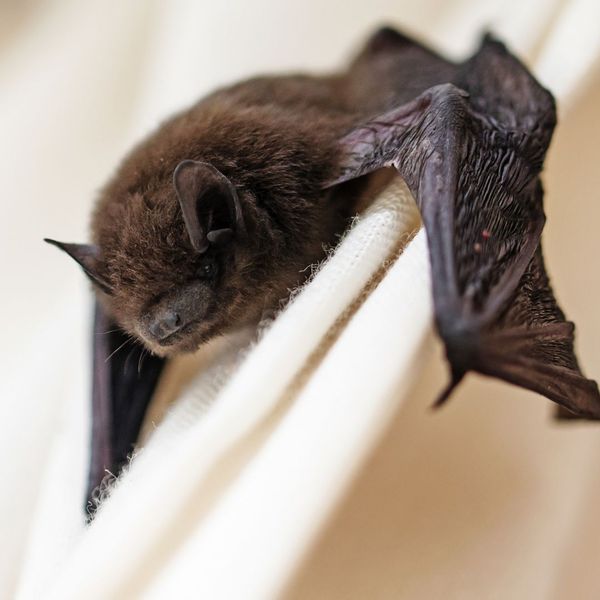 Safe and Effective Bat Removal (2).jpg