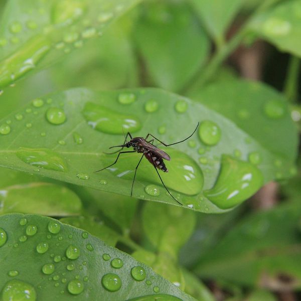 Mosquito sitting in green leaf with water drops on it